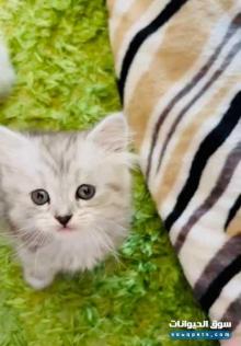 قطط شيرازي من ام سياميس