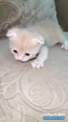 سكوتش فولد ذكر العمر 50 يوم