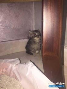 قطه انثى شيرازي العمر 45 يوم للبيع بسعر 700 درهم