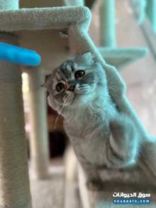 قطه سكوتش مكس برتش انثى