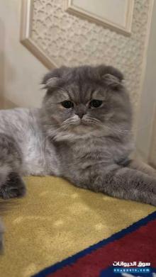 قطه سكوتش فولد مكس برتش عمر 7 شهور