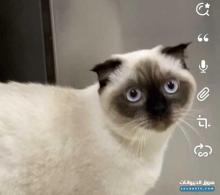 قطو سكوتش فولد ذكر للبيع ب ٥٠٠