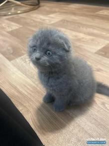 للبيع سكوتش فولد