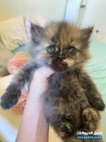 Persian Cat looking for new home
