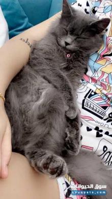 اريد بيع قطتي الجميلة
