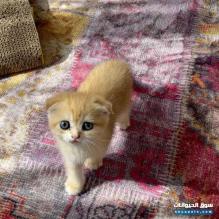 انثى سكوتش فولد Femlae Scottish fold