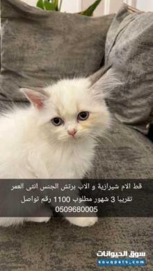 قط للبيع السعر 1100