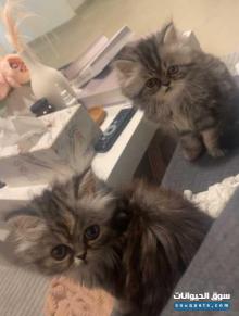 قطتين العمر شهرين ونص