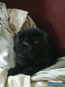 قطو سكوتش جميل ولعوب