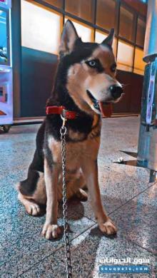 كلب هاسكي للبيع انثى العمر9شهور