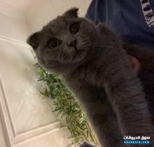 للبيع سكوتش فولد for sale Scottish fold