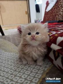 للبيع قطط حلوين