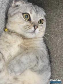 for sale scottish tabby male 5 months