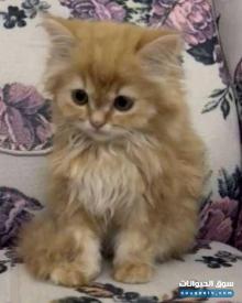 اريد بيع القطه شيرازي