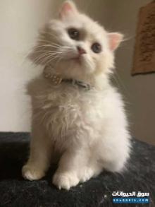 انثي سكوتش لونج هير