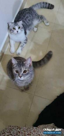 سكوتش للبيع العاجل