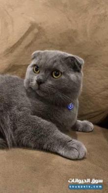 قط ذكر لون رصاصي سلالة سكوتش فولد و الفصيله فيلاين