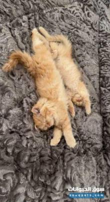 قطط ذكور للبيع بعمر 6 شهور نوعهم شيرازي