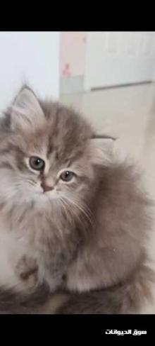قطط شيرازيه للبيع