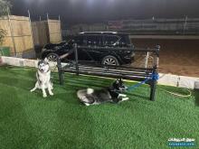 للبيع كلاب هاسكي ذكر وانثي