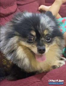 كلب بيور بومورانيان