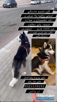 كلب هاسكي للبيع ما فيه ولا مرض