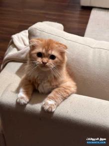 Scottish fold cat for sale