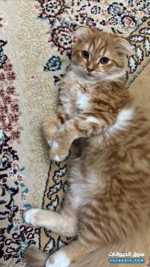 سكوتش فولد للبيع