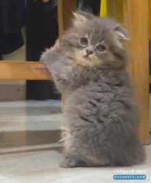 قط ذكر شيرازي للبيع العمر شهر ونص لعوب