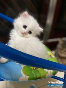 قط شهرين للبيع