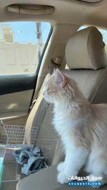 قطة انثى شيرازية