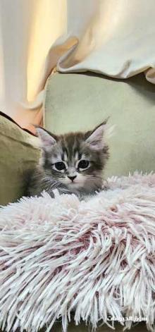 قطط العمر شهرين