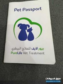 قطه انثي للبيع من السلاله التركيه