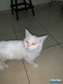 قطوه للبيع نوعها تركي