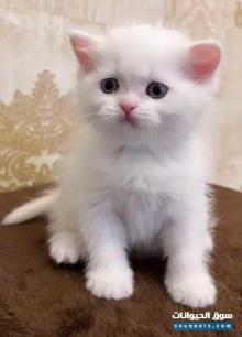 للبيع قطط سكوتش فولد ذكر وانثى