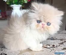 مطلوب بيكي فيس قط