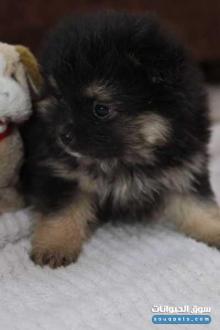 Pomeranian 48 days old