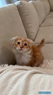 سكوتش فولد للبيع بسعر مغري