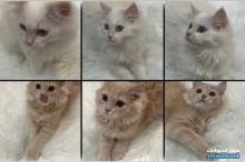 قطتين شرازيتيين للبيع