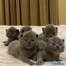 قطط سكوتش ستريت للبيع