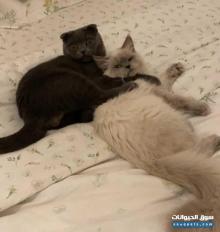 قطط شهرين سكوتش والام شيرازية