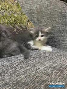 قطط شيرازيه بعمر شهرين لون رصاصي وابيض