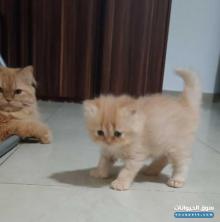 قطط شيرازي للبيع