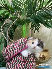 أنثى سكوتش فولد العمر 50 يوم للبيع