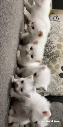 قطط شيرازي تركي بريطاني للبيع في العين