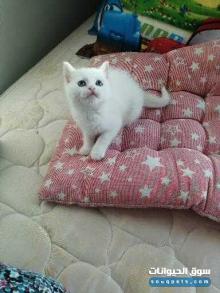 قطه بريتش مكس شيرازي راجدال أنثى
