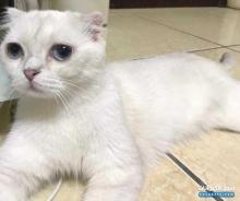 للبيع سكوتش انثى