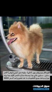 للبيع كلب بومرينيان