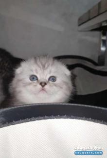 اجمل قطط سكوتش فولد وشينشيلا للبيع