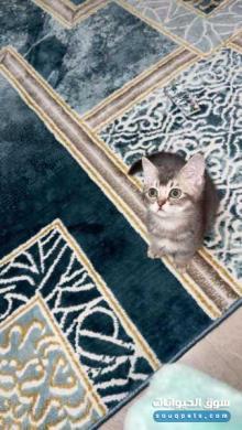 قطط للبيع العمر شهرين ونص